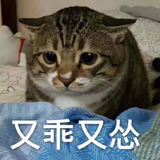 又乖又怂.png